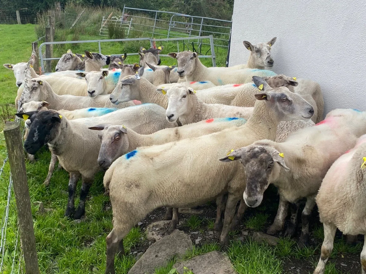 25 Super 3&4 Year old ewes - Image 2