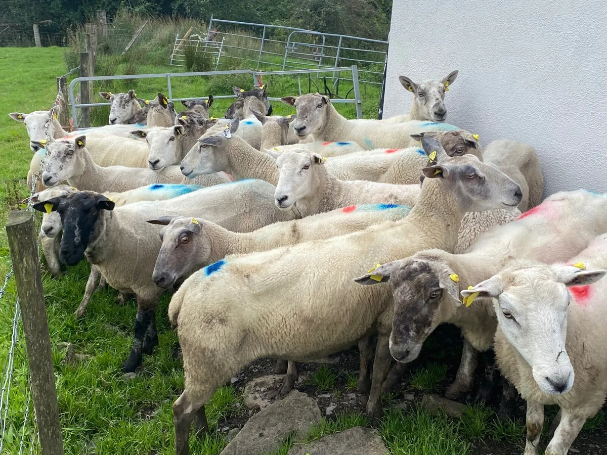 25 Super 3&4 Year old ewes - Image 1