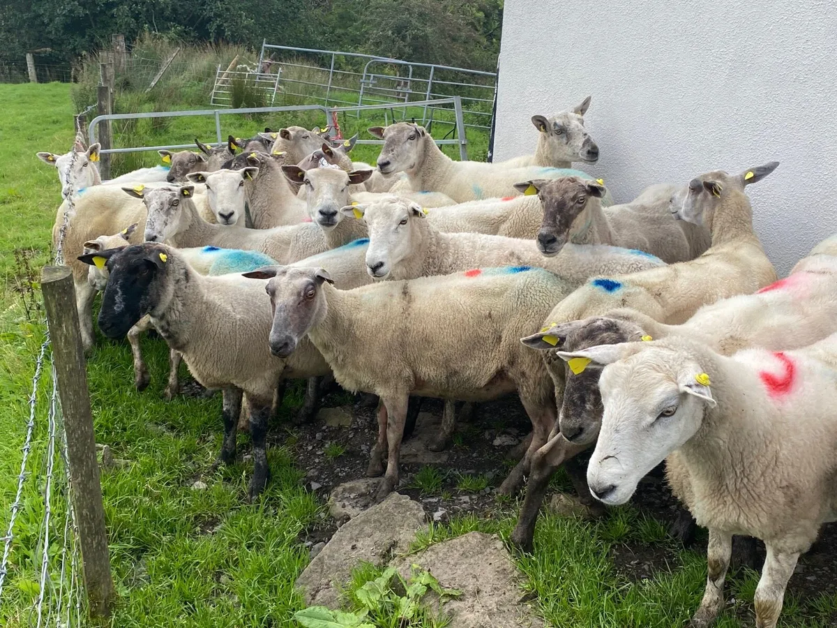 25 Super 3&4 Year old ewes - Image 3