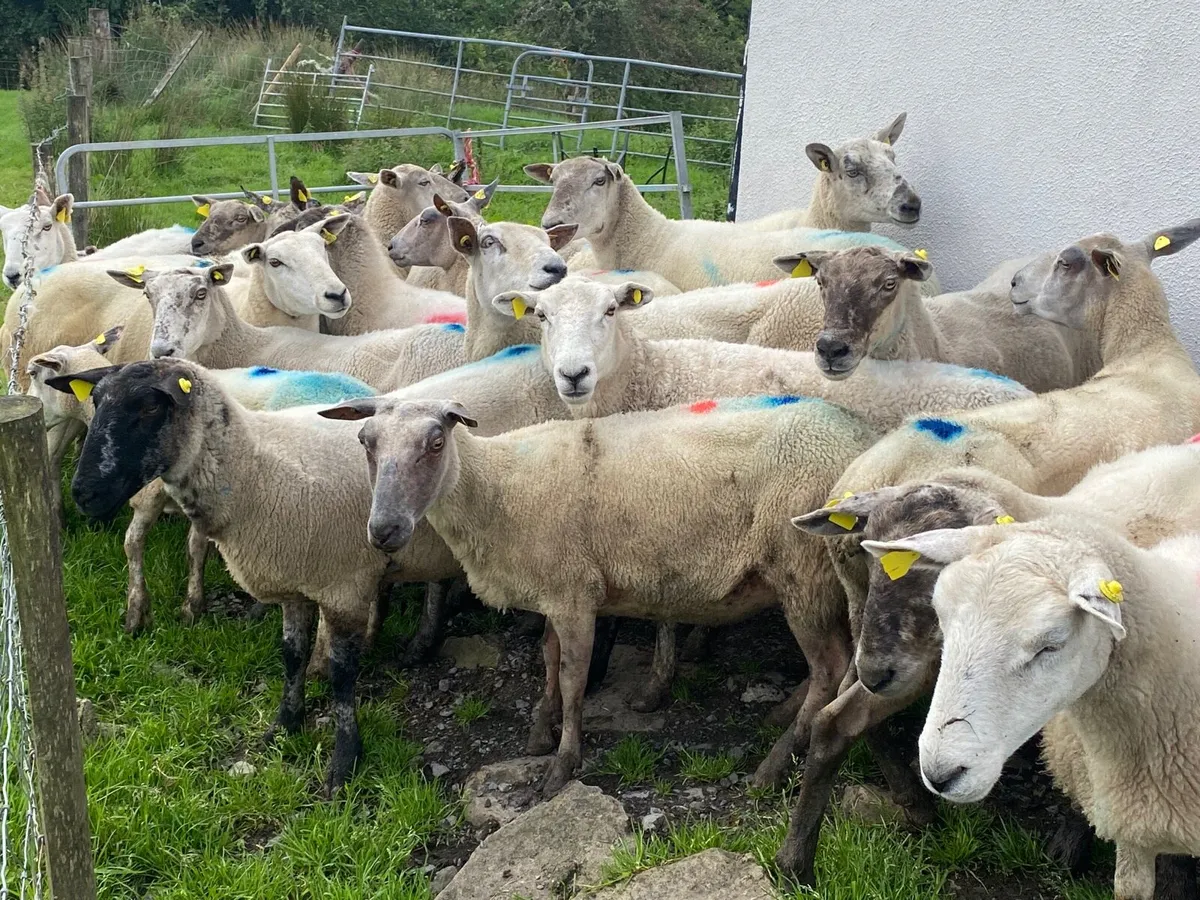 25 Super 3&4 Year old ewes - Image 4