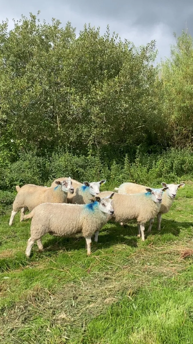 Texel mule ewe lambs - Image 2