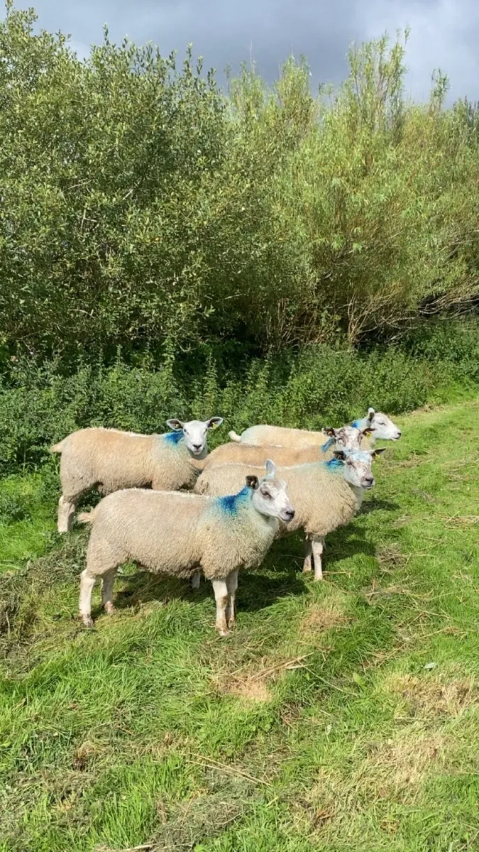 Texel mule ewe lambs - Image 3