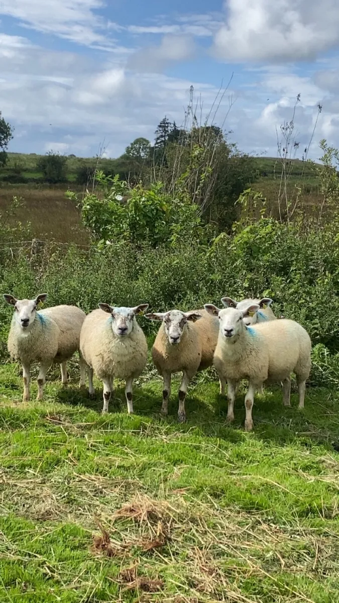 Texel mule ewe lambs - Image 1