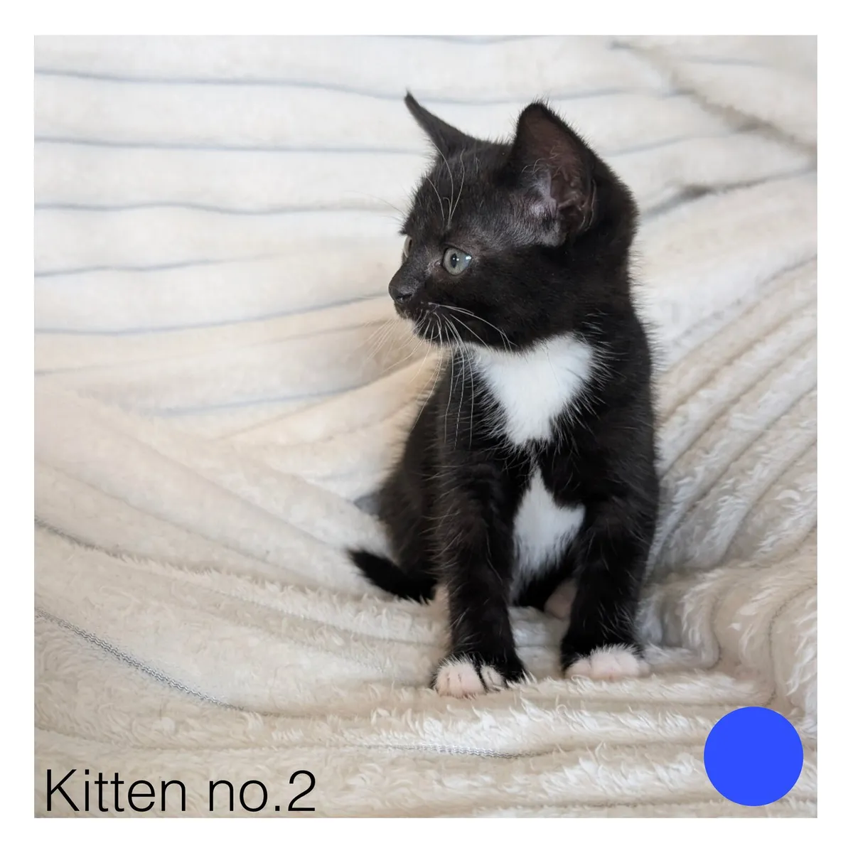 Beautiful Kittens Looking for Loving Homes - Image 2