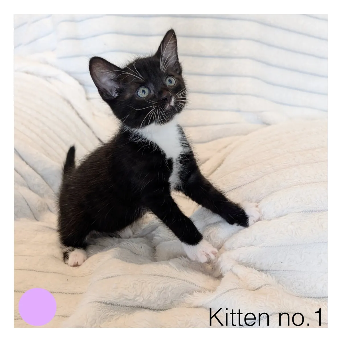 Beautiful Kittens Looking for Loving Homes - Image 3