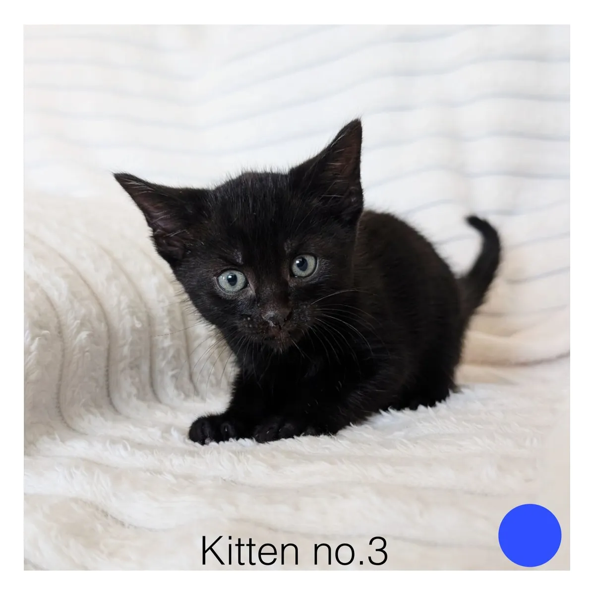 Beautiful Kittens Looking for Loving Homes - Image 4