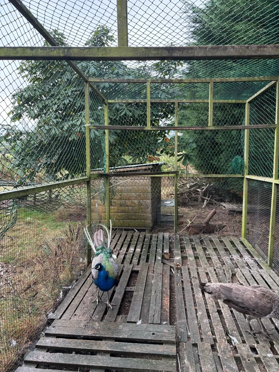 Indian Blue peafowl - Image 4