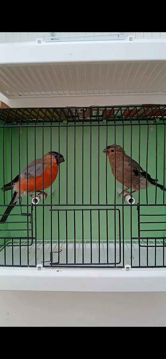 Siberian for sale. - Image 1