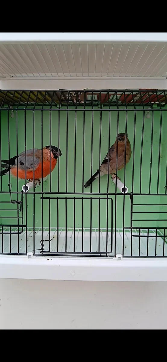 Siberian for sale. - Image 2