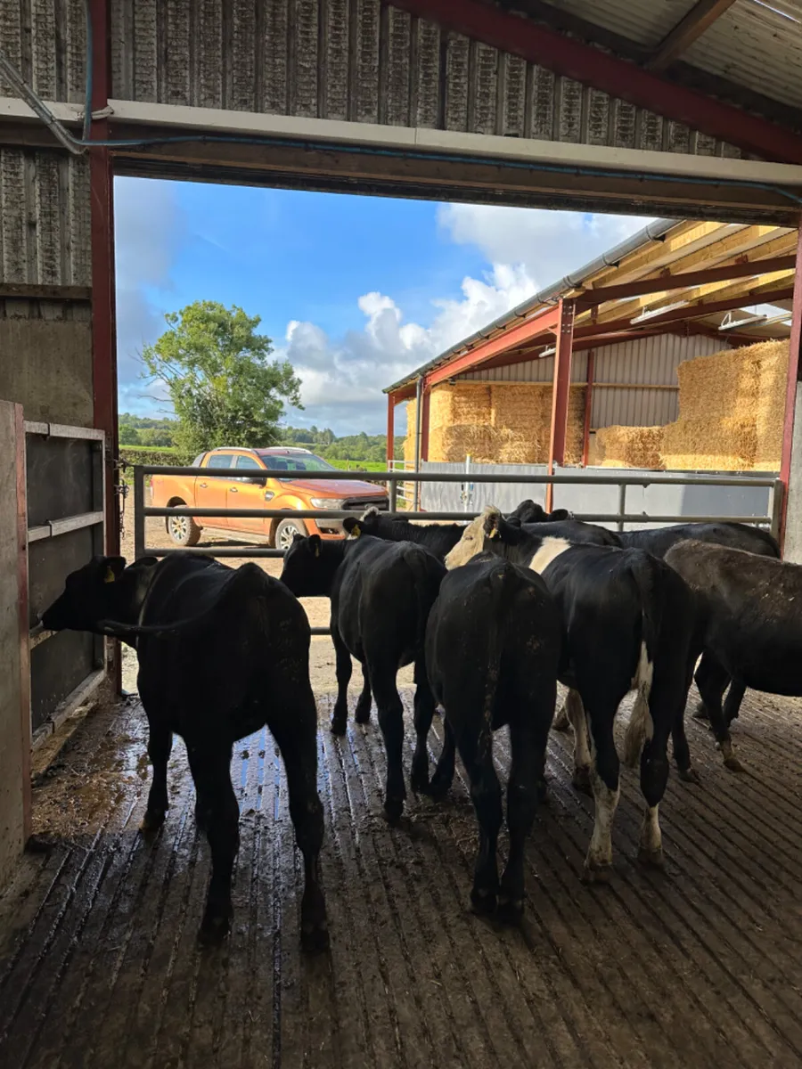 Angus Hereford and lim heifers - Image 4