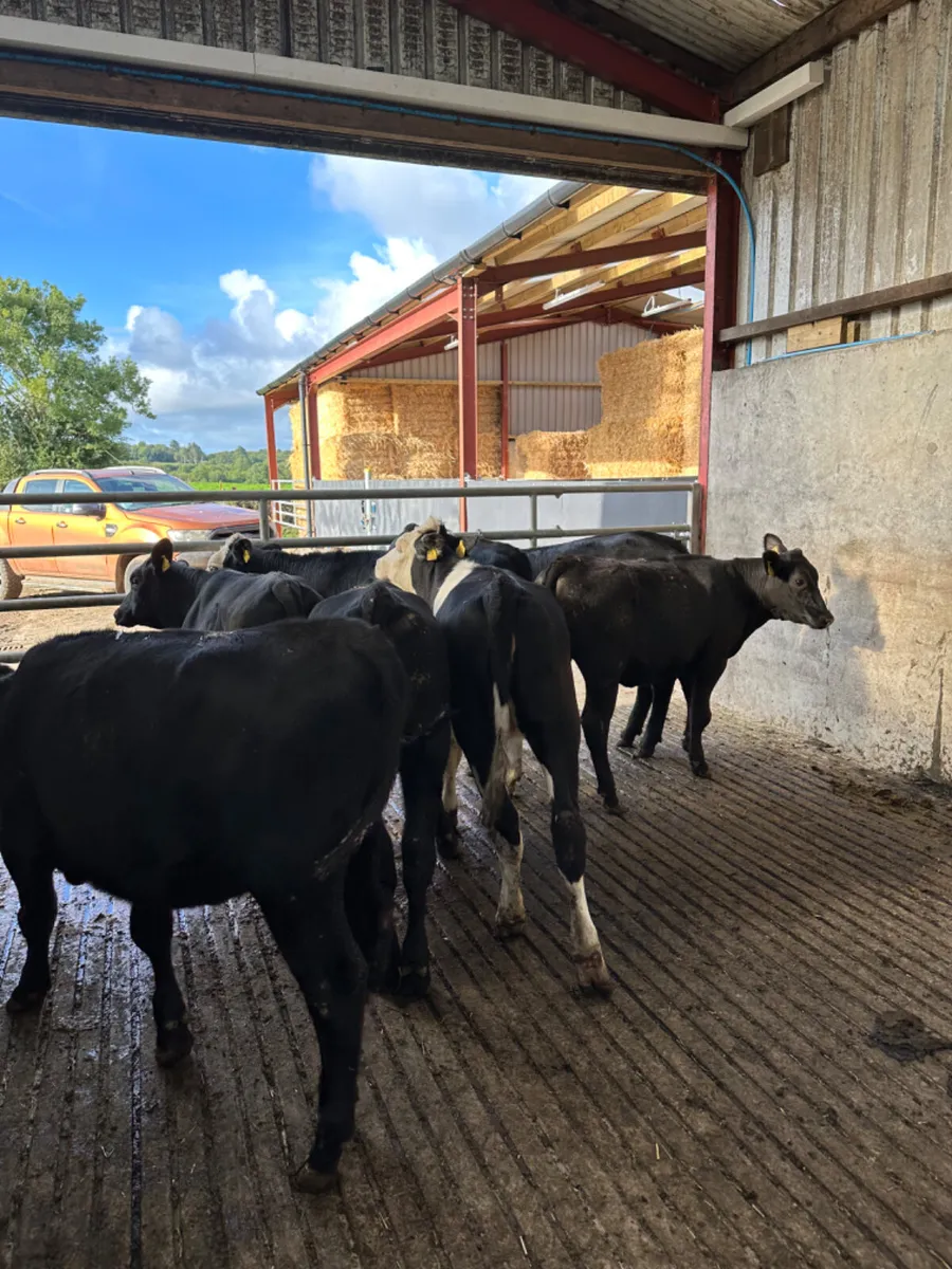 Angus Hereford and lim heifers - Image 3