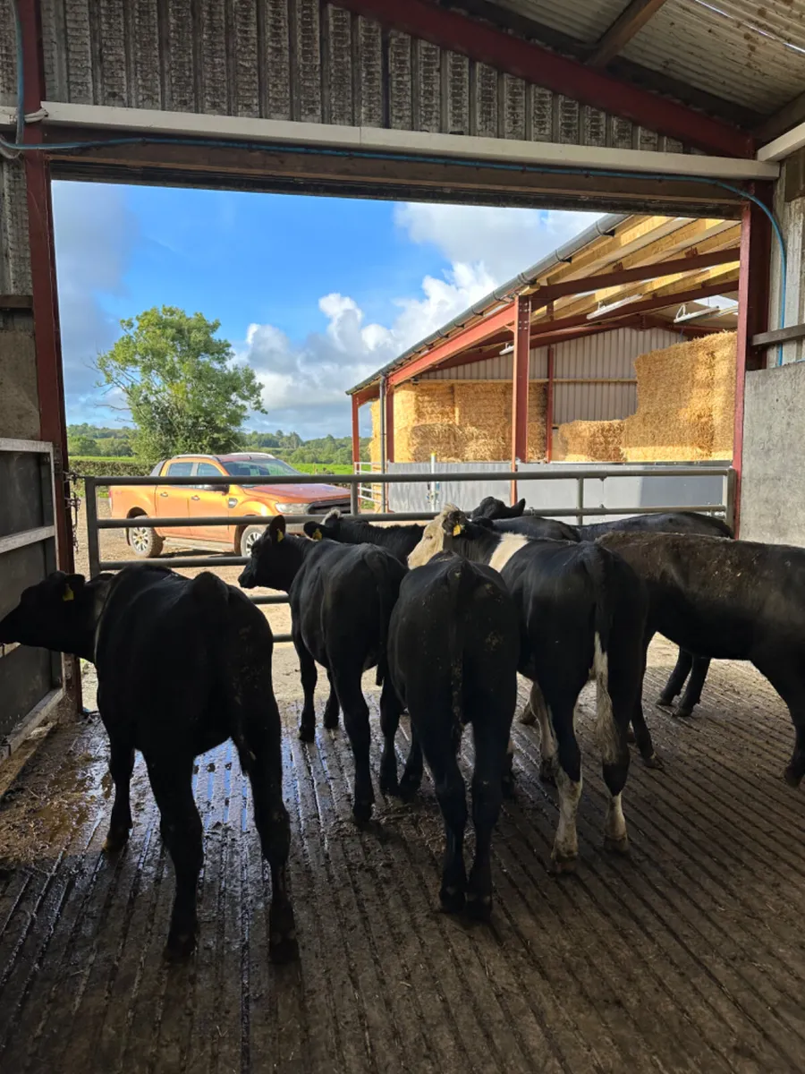 Angus Hereford and lim heifers - Image 2