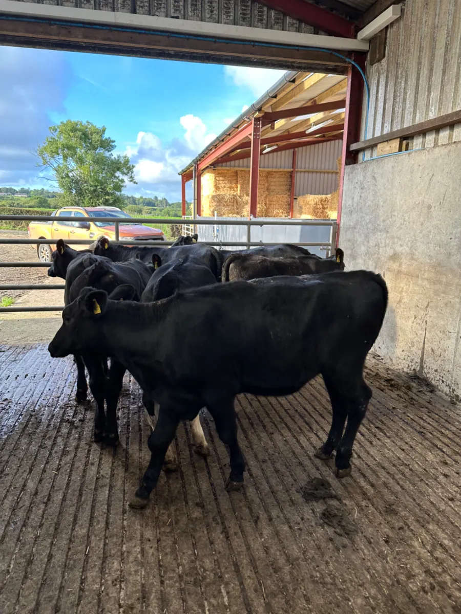 Angus Hereford and lim heifers - Image 1