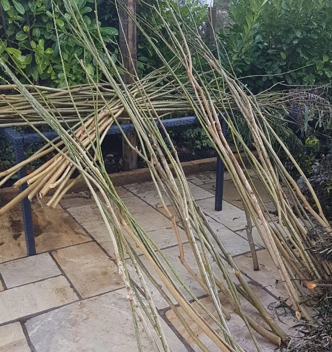 50/100 etc THICK WILLOW CUTTINGS for Hedges,Basket - Image 2