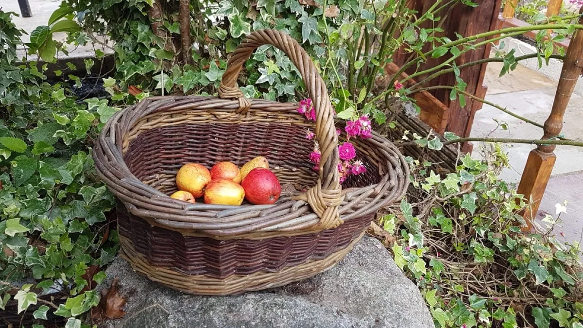 50/100 etc THICK WILLOW CUTTINGS for Hedges,Basket - Image 3