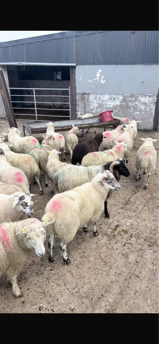 Ram lambs - Image 2