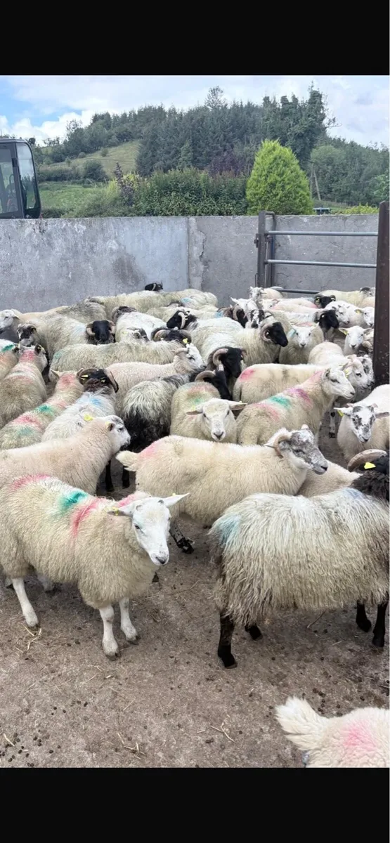Ram lambs - Image 1