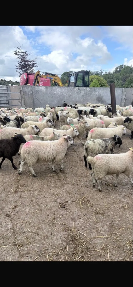 Ram lambs - Image 3