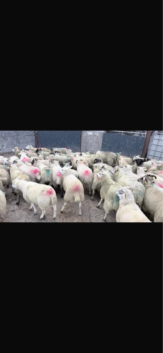 Ram lambs - Image 4