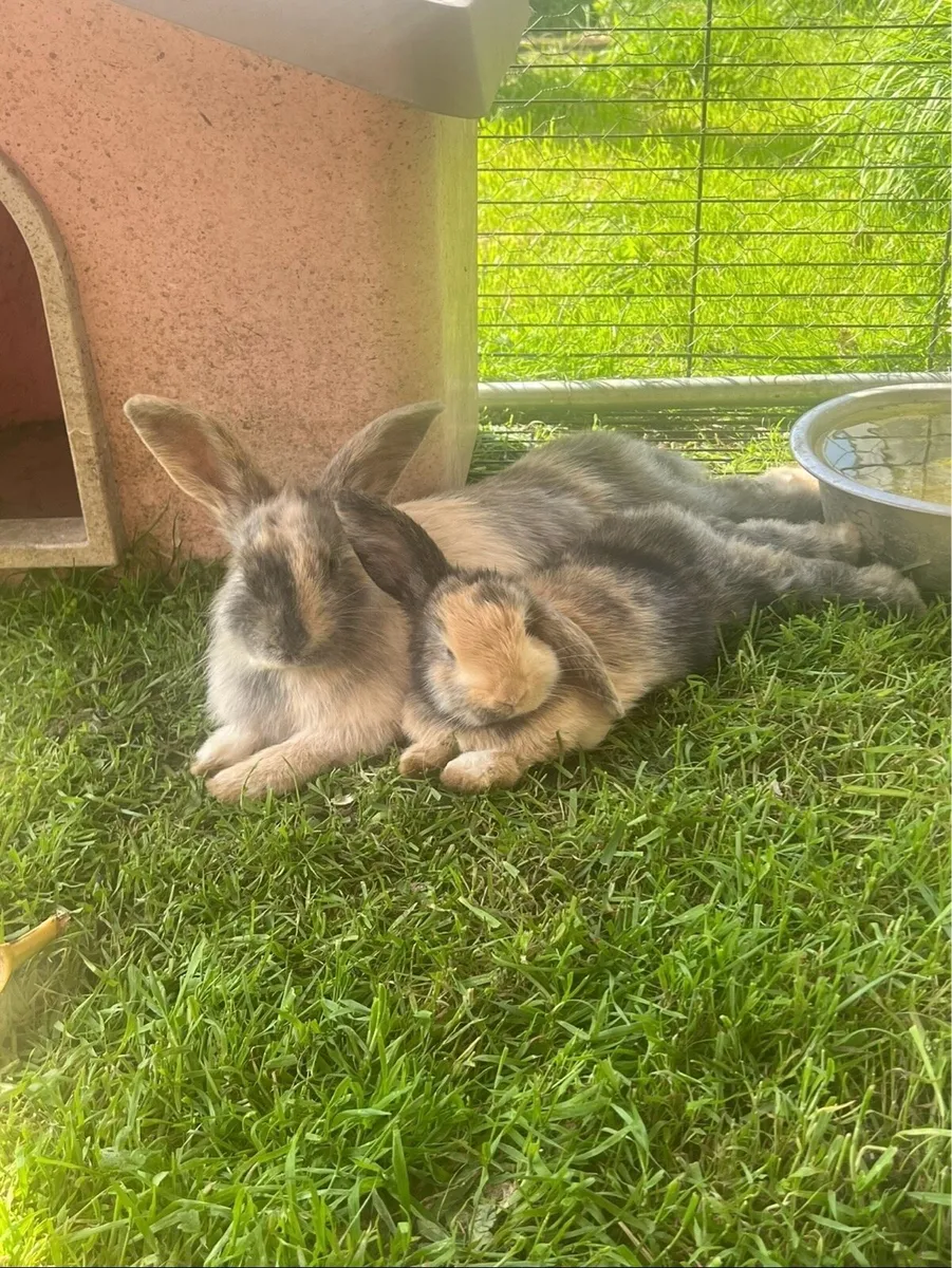 Lop Rabbits - Image 2