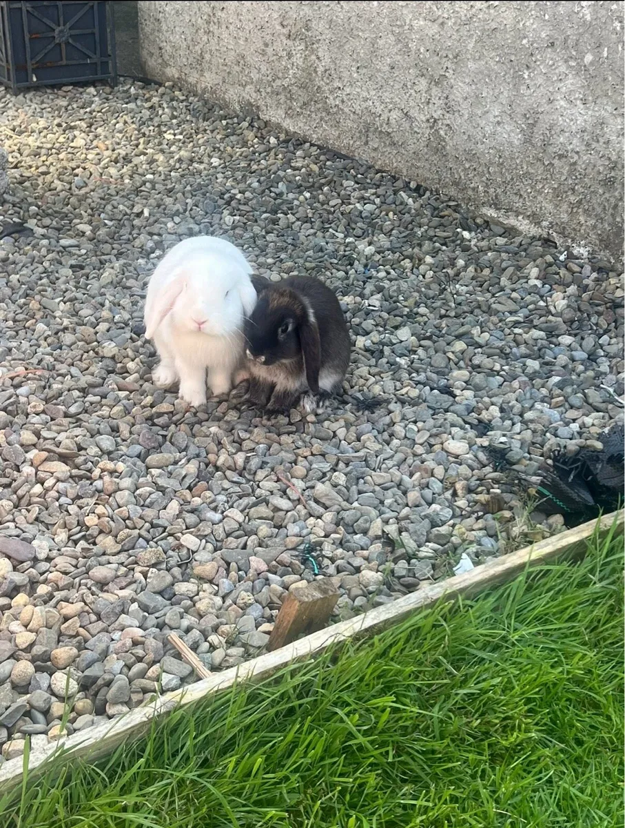 Lop Rabbits - Image 3