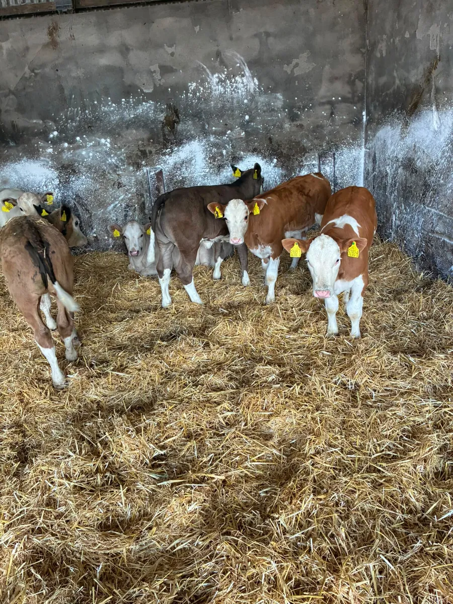 Simmental and Charolais heifers - Image 3