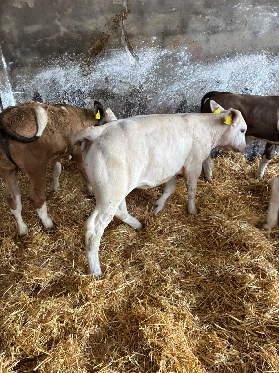 Simmental and Charolais heifers - Image 1
