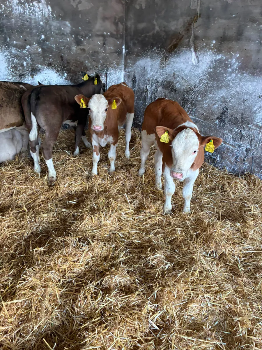 Simmental and Charolais heifers - Image 2