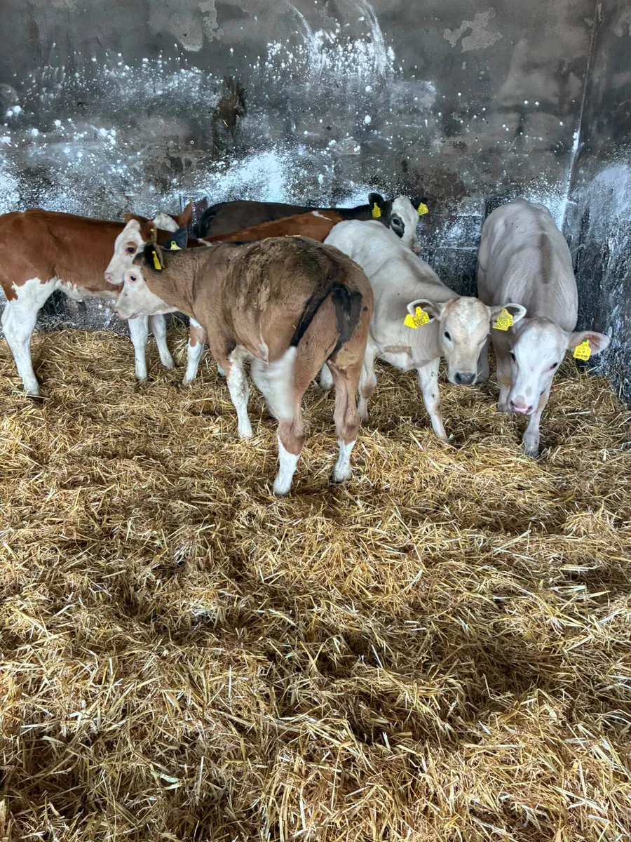 Simmental and Charolais heifers - Image 4
