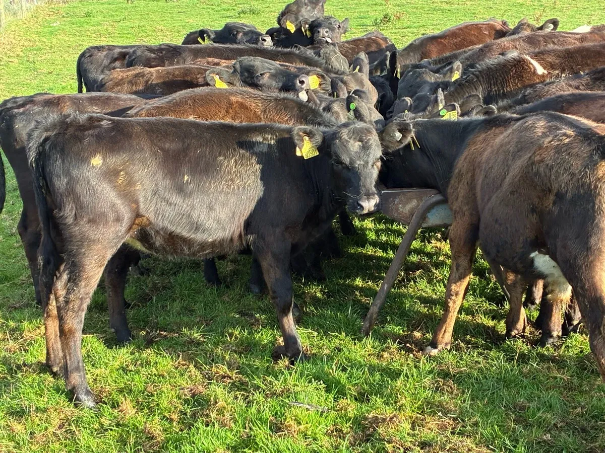 AA reared Calf’s - Image 1