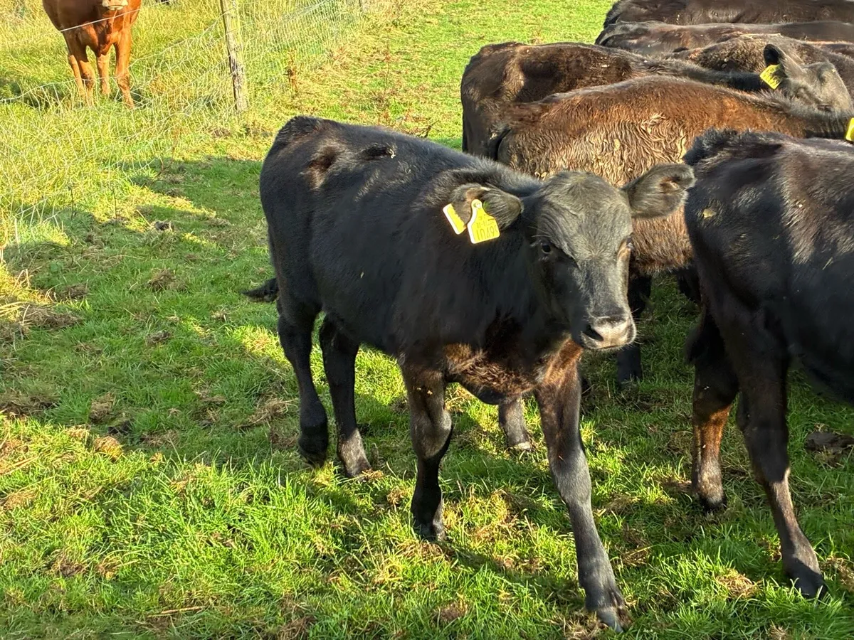 AA reared Calf’s - Image 2
