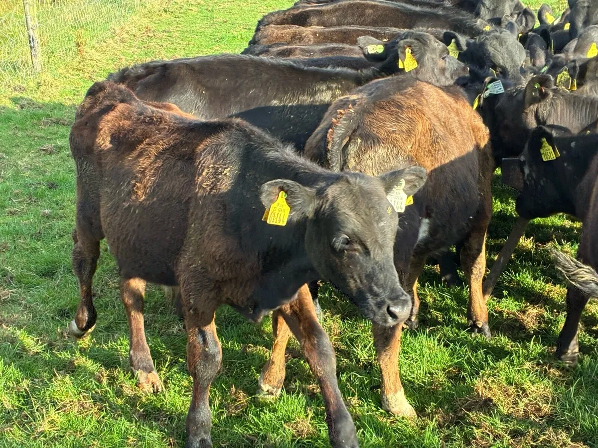 AA reared Calf’s - Image 3