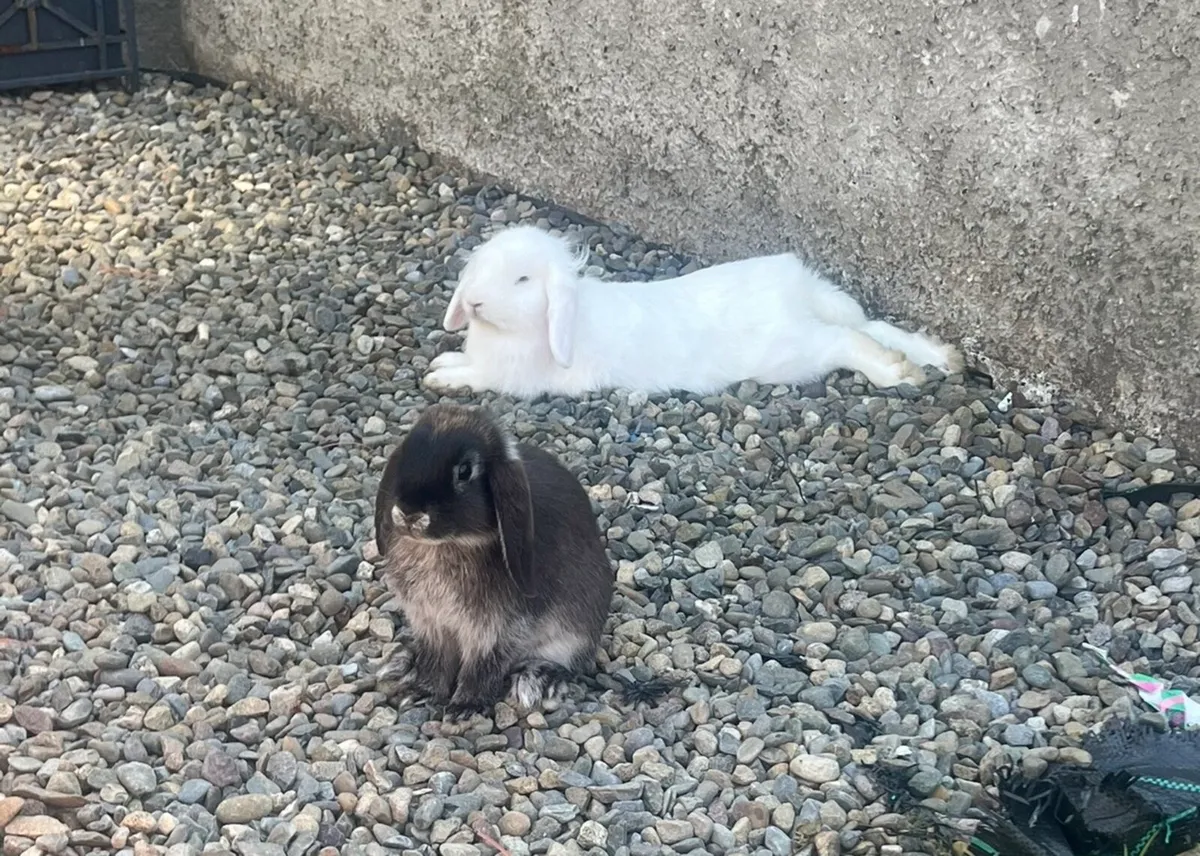 Lop Rabbits - Image 1