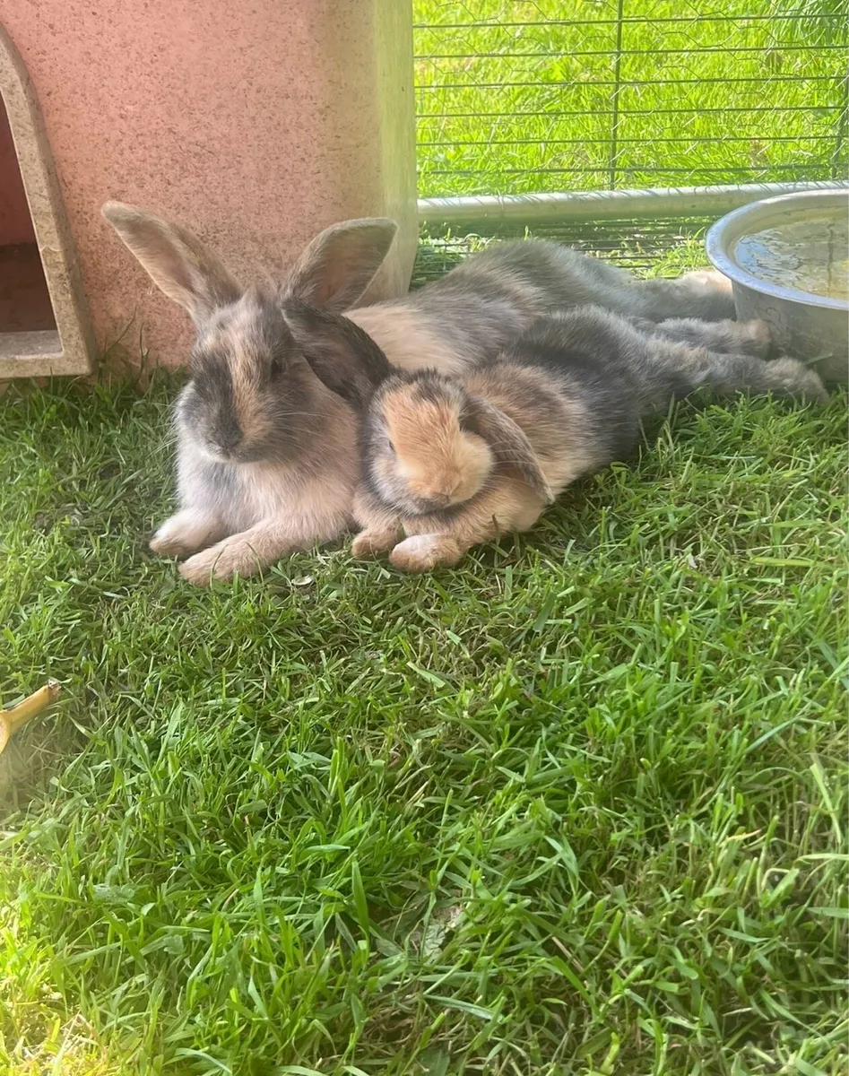 Lop Rabbits - Image 4