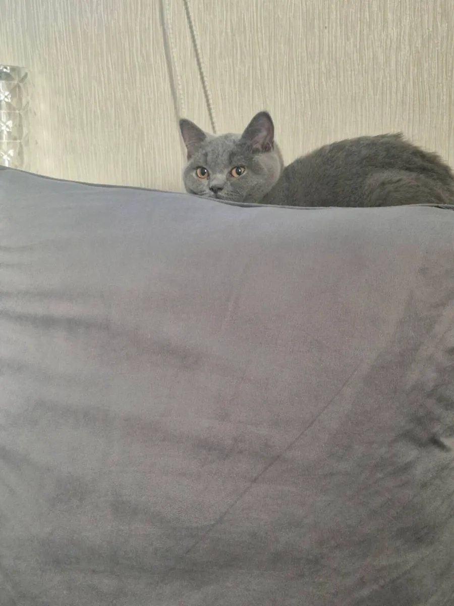 Pedigree British Shorthair kittens - Image 1