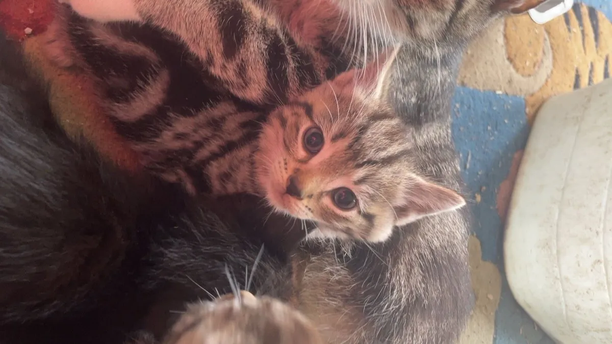 3 Beautiful kittens - Image 2