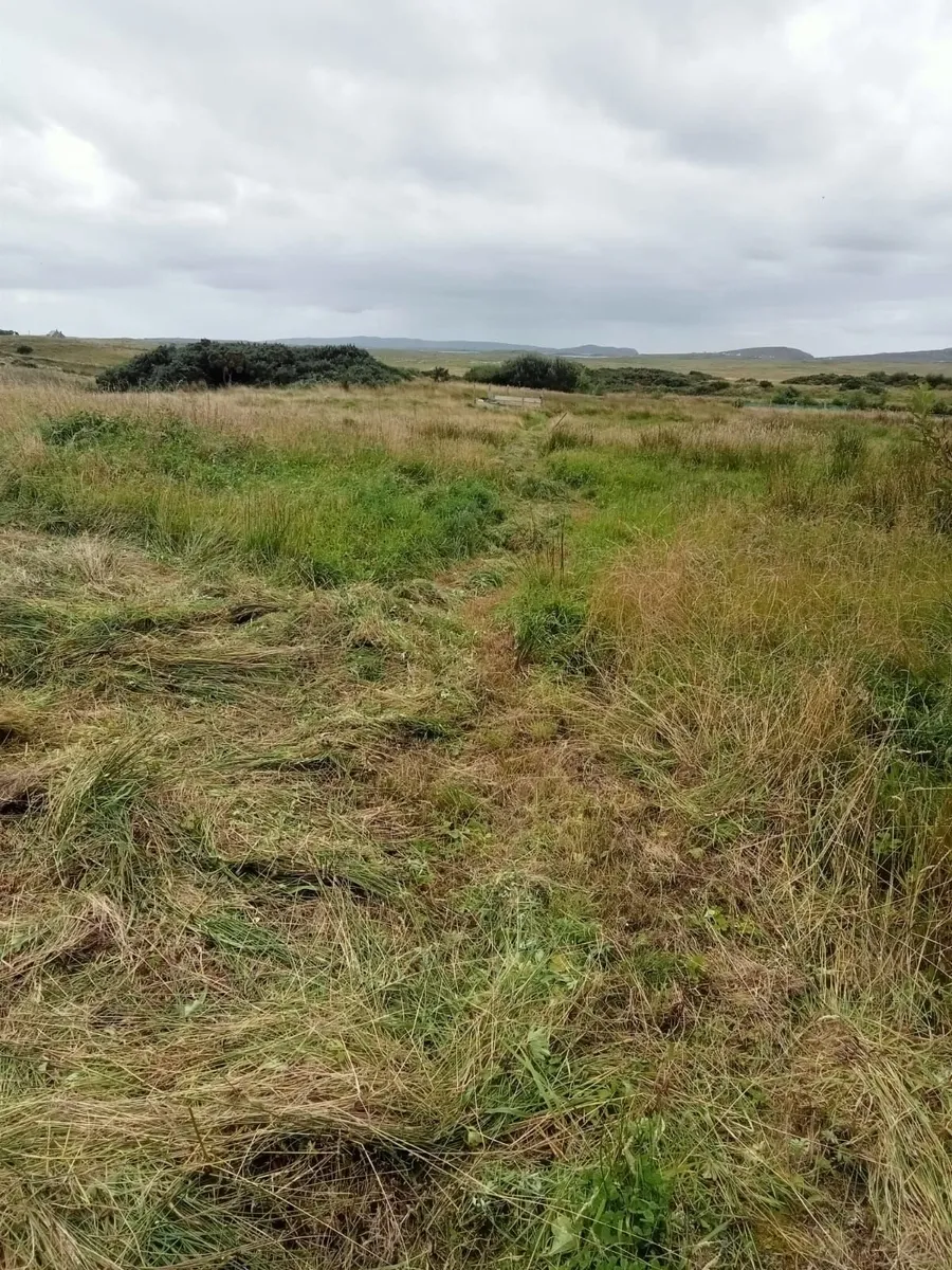 Organic Hay / Silage - Image 1