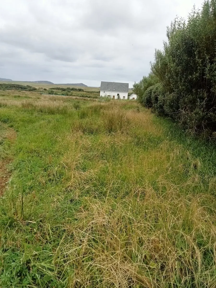 Organic Hay / Silage - Image 3
