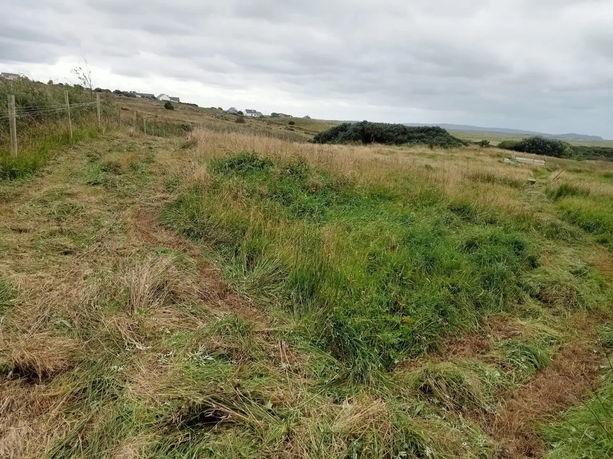 Organic Hay / Silage - Image 4