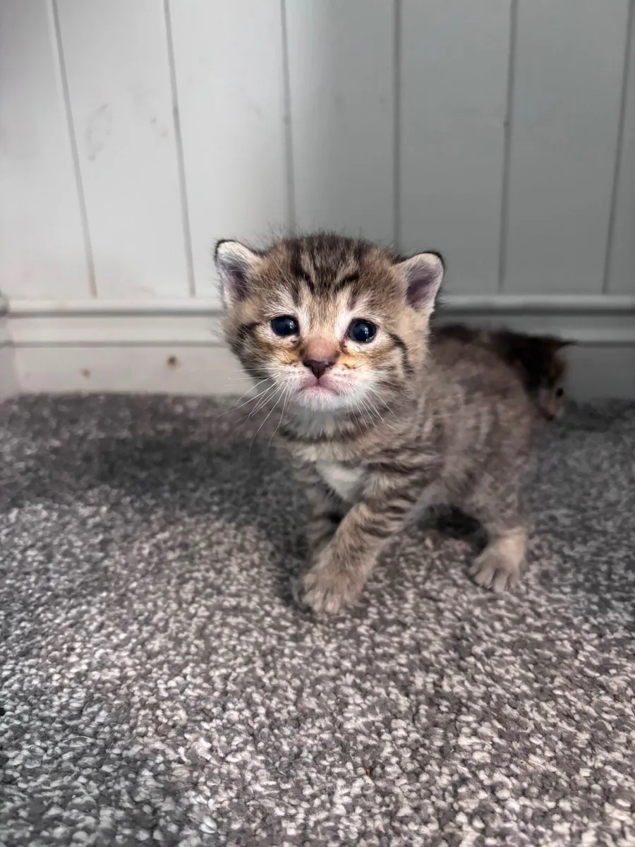 Silver Tabby British Shorthair Mixed Kitten - Image 1