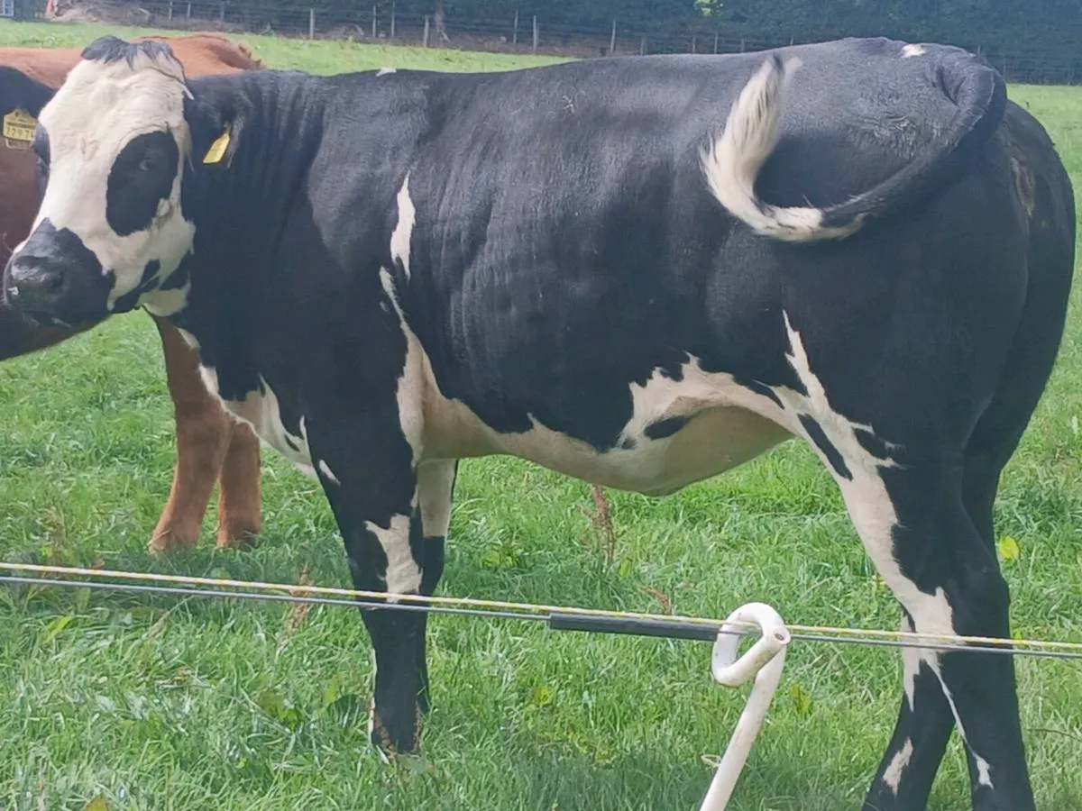 3 Smashing Breeding Heifer's for sale - Image 2