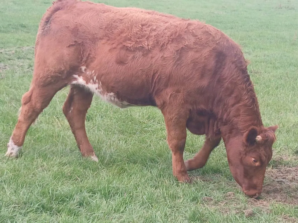 3 Smashing Breeding Heifer's for sale - Image 3