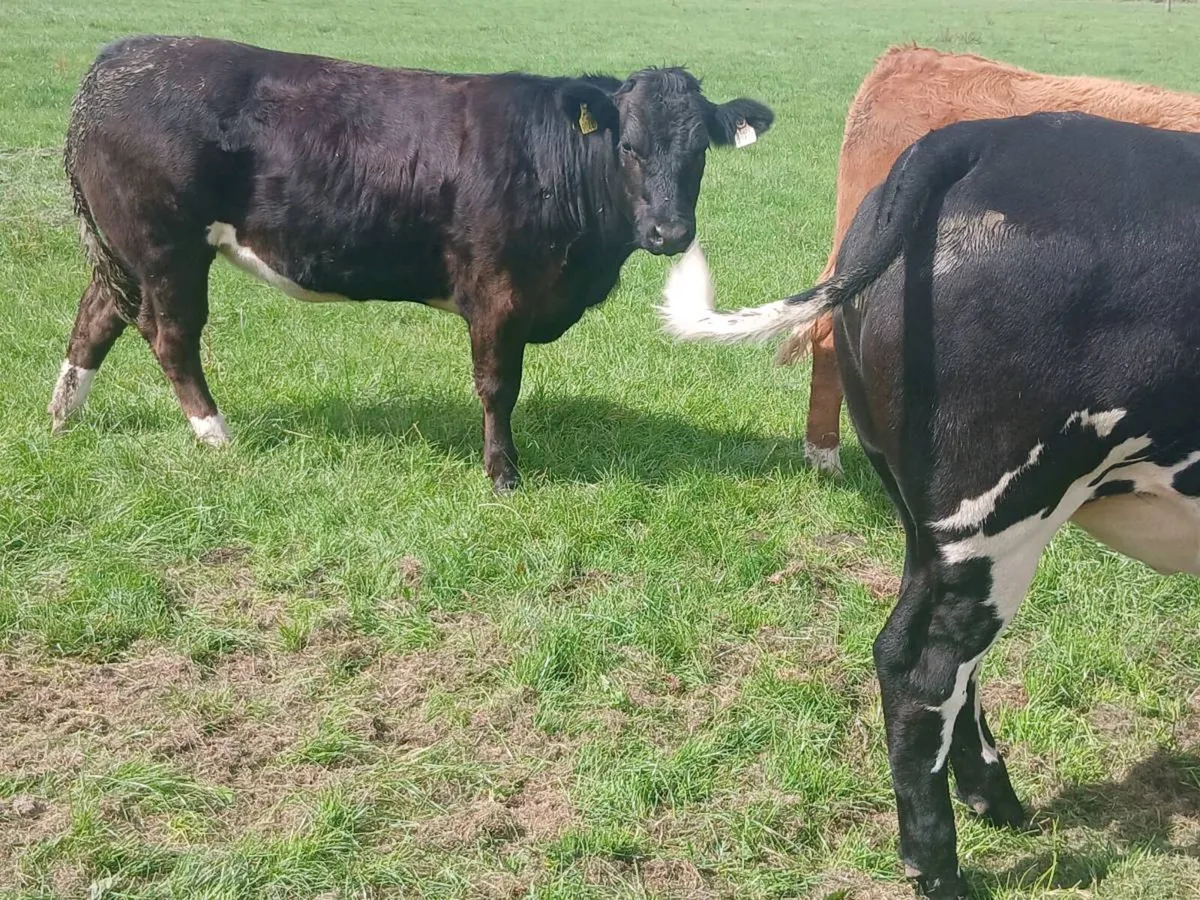 3 Smashing Breeding Heifer's for sale - Image 4