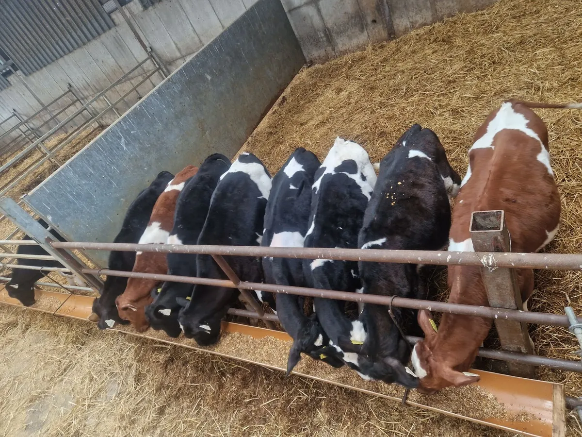 Weanlings - Image 2