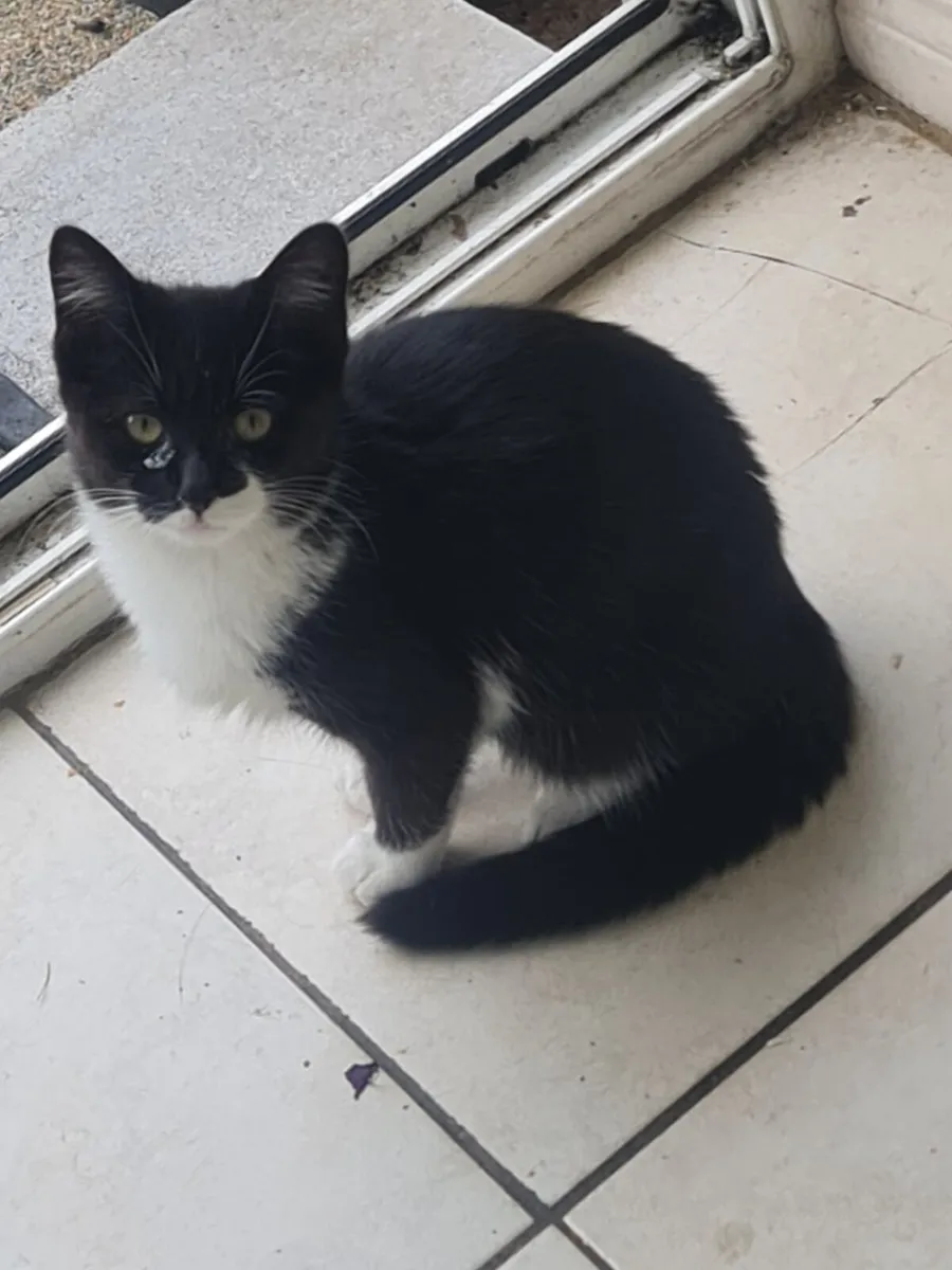 Kitten