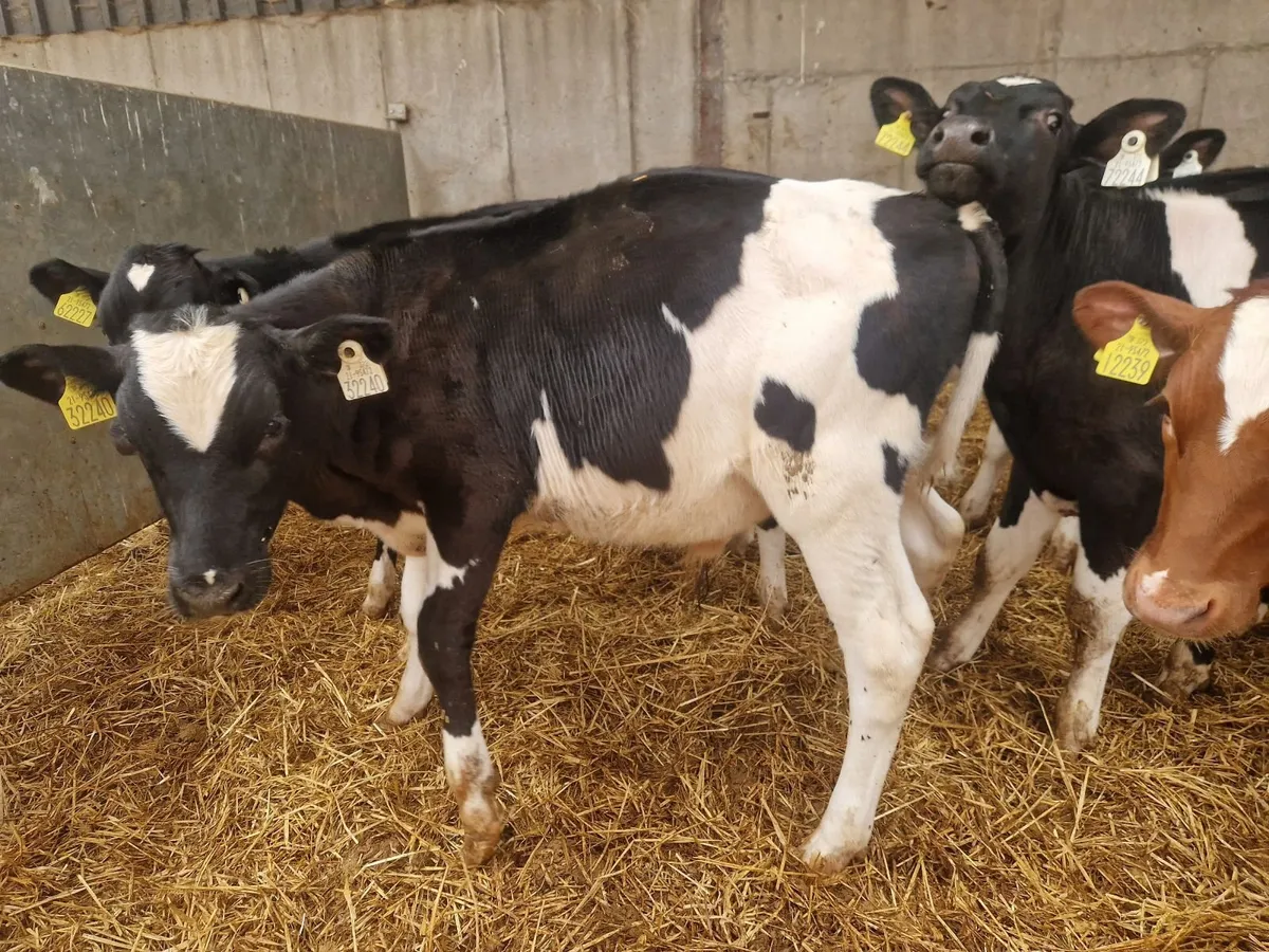 Weanlings - Image 4