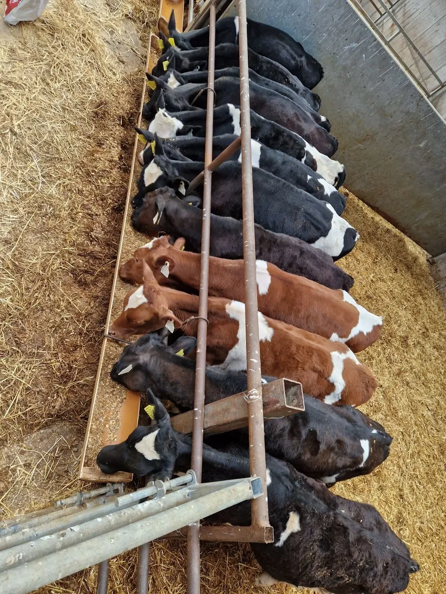 Weanlings - Image 3