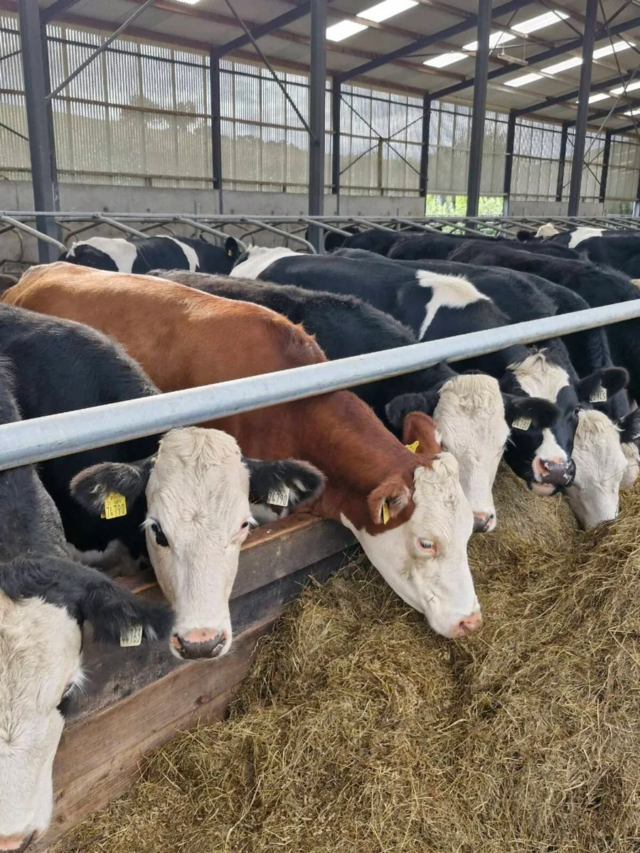 50 cattle Enniscorthy Mart Tuesday 25th August - Image 1