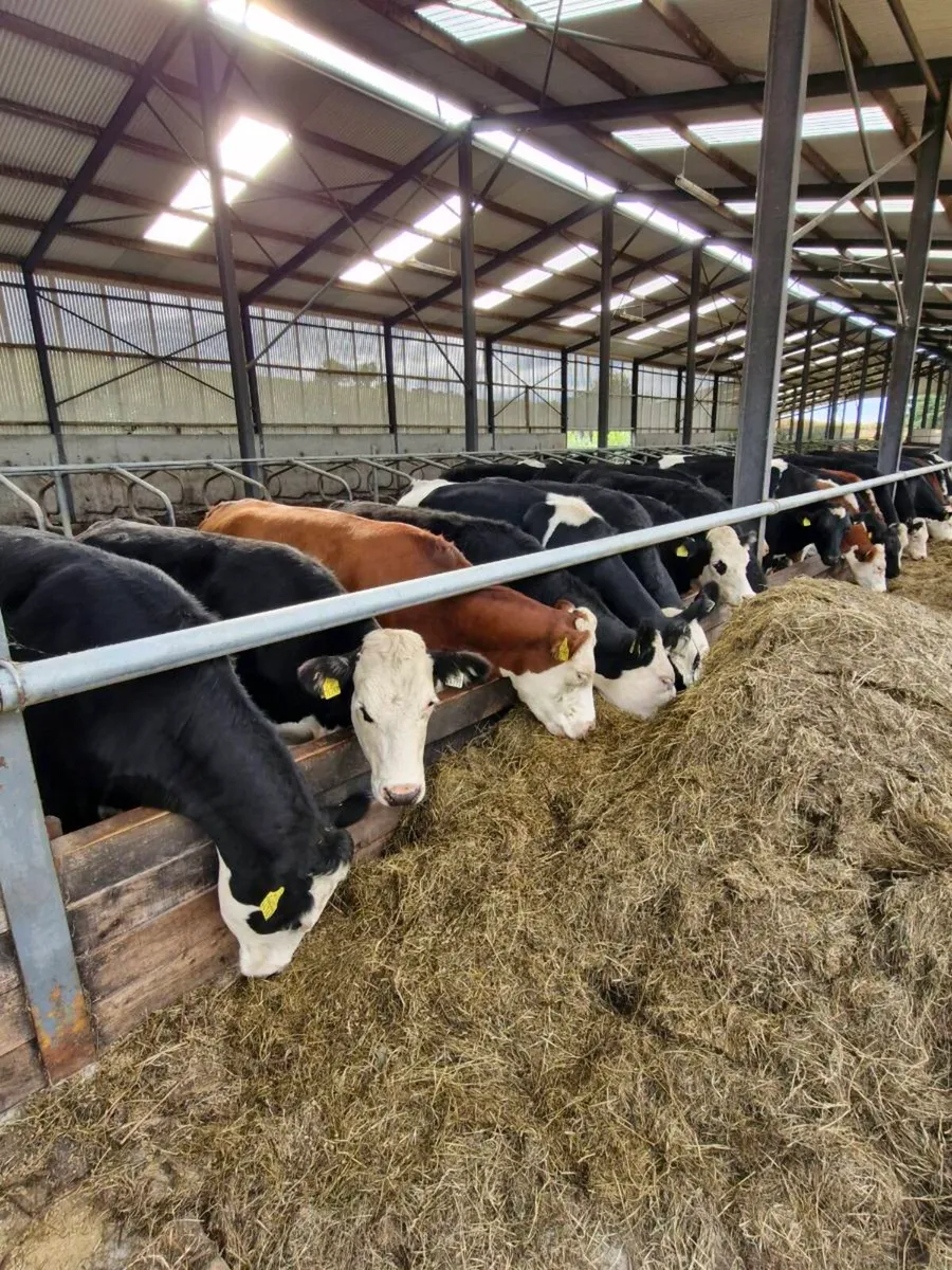 50 cattle Enniscorthy Mart Tuesday 25th August - Image 2