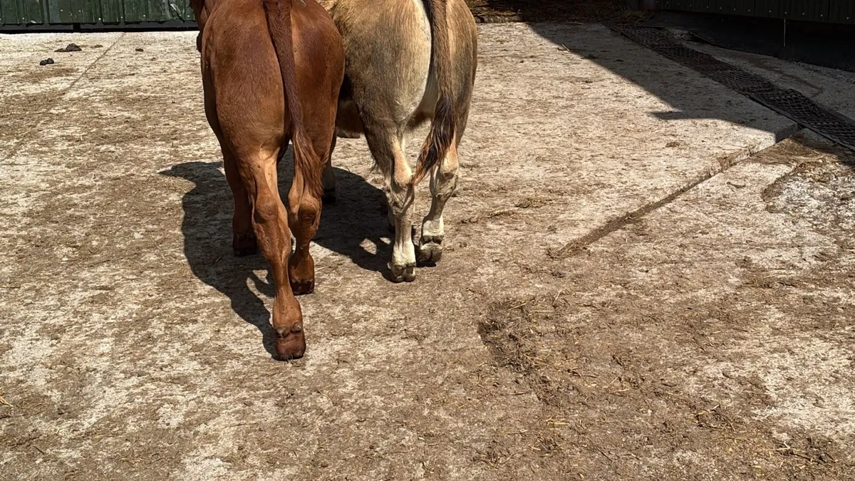 3 super suckler bred continental bulls - Image 1